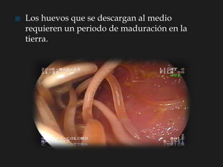  Los huevos que se descargan al medio
requieren un periodo de maduración en la
tierra.
 