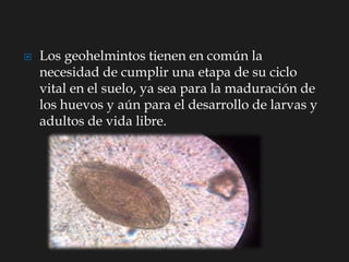  Los geohelmintos tienen en común la
necesidad de cumplir una etapa de su ciclo
vital en el suelo, ya sea para la maduración de
los huevos y aún para el desarrollo de larvas y
adultos de vida libre.
 