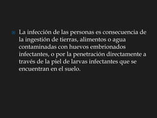  La infección de las personas es consecuencia de
la ingestión de tierras, alimentos o agua
contaminadas con huevos embrionados
infectantes, o por la penetración directamente a
través de la piel de larvas infectantes que se
encuentran en el suelo.
 