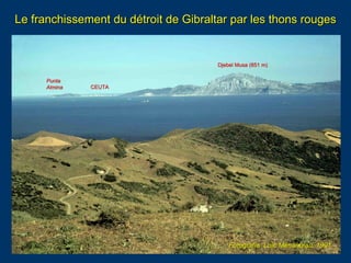Le franchissement du détroit de Gibraltar par les thons rouges
Fotografía Loïc Ménanteau, 1991.
Djebel Musa (851 m)
CEUTA
...