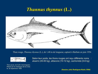 Thunnus thynnus (L.)
Thon rouge, Thunnus thynnus (L.), de 1,40 m de longueur, capturé à Barbate en juin 1956
Selon leur po...