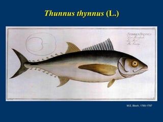 Thunnus thynnus (L.)
M.E. Bloch, 1785-1797
 