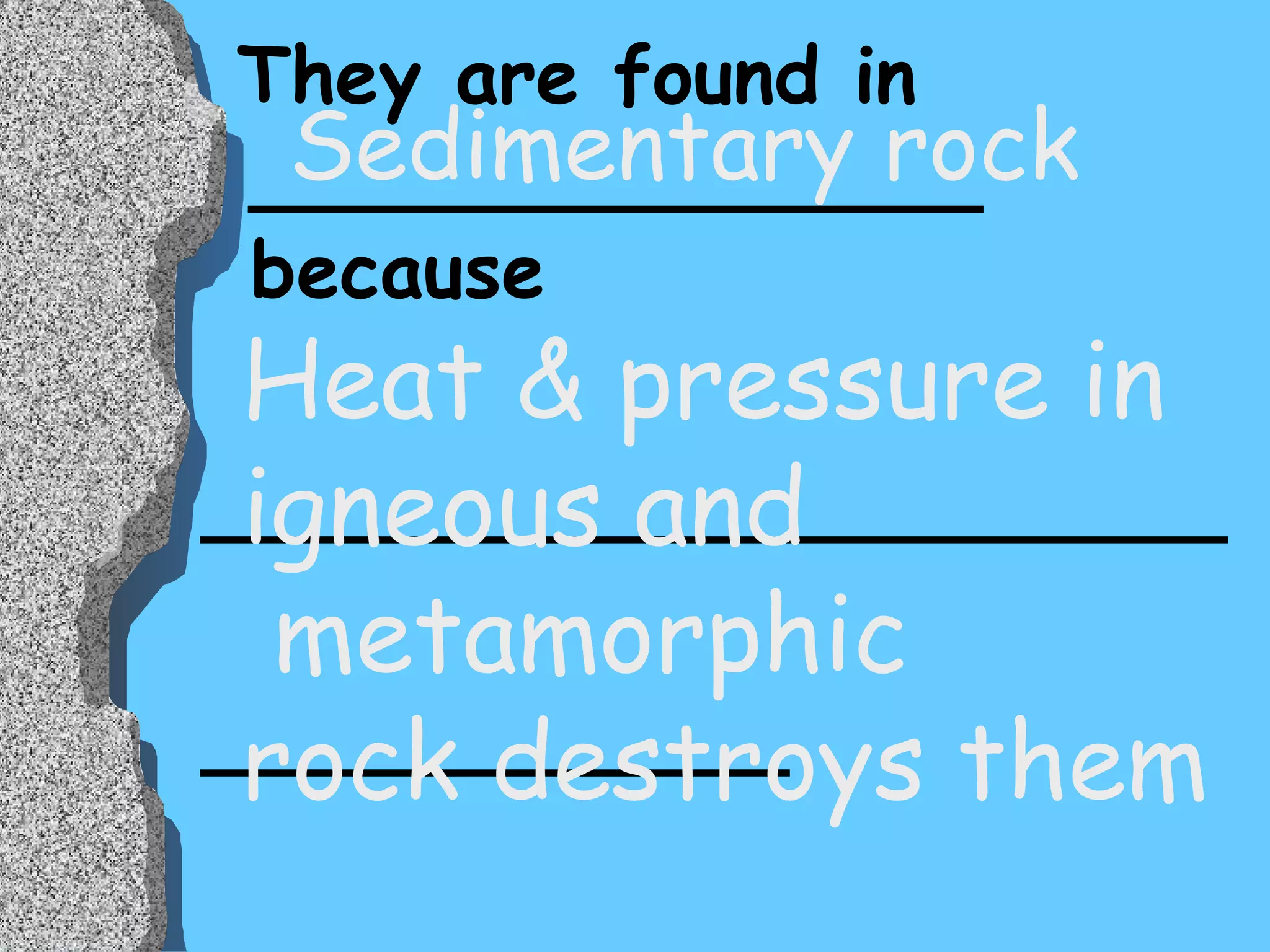 They are found in _______________ because  _____________________ ____________ Sedimentary rock Heat & pressure in  igneous and metamorphic  rock destroys them 