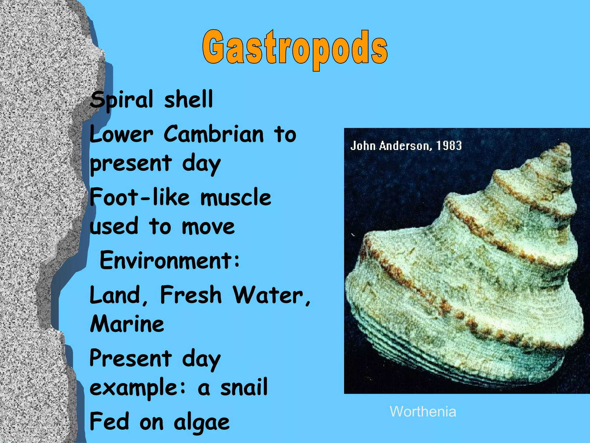 Spiral shell Lower Cambrian to present day Foot-like muscle used to move Environment: Land, Fresh Water, Marine Present day example: a snail Fed on algae  Gastropods Worthenia 