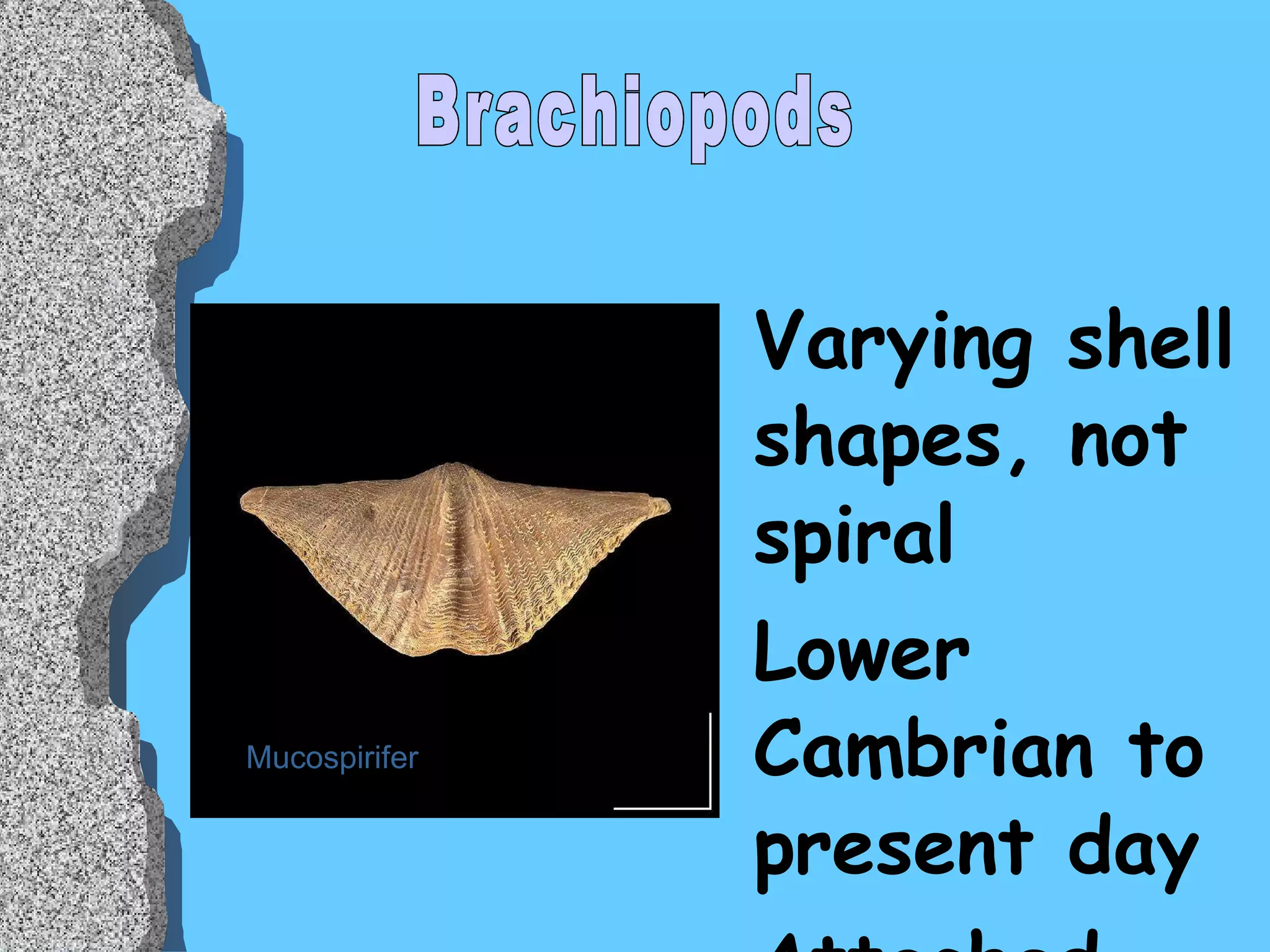 Varying shell shapes, not spiral Lower Cambrian to present day Attached themselves to rocks Symmetrical Environment: Benthic Marine Filter feeders Mucospirifer Brachiopods 
