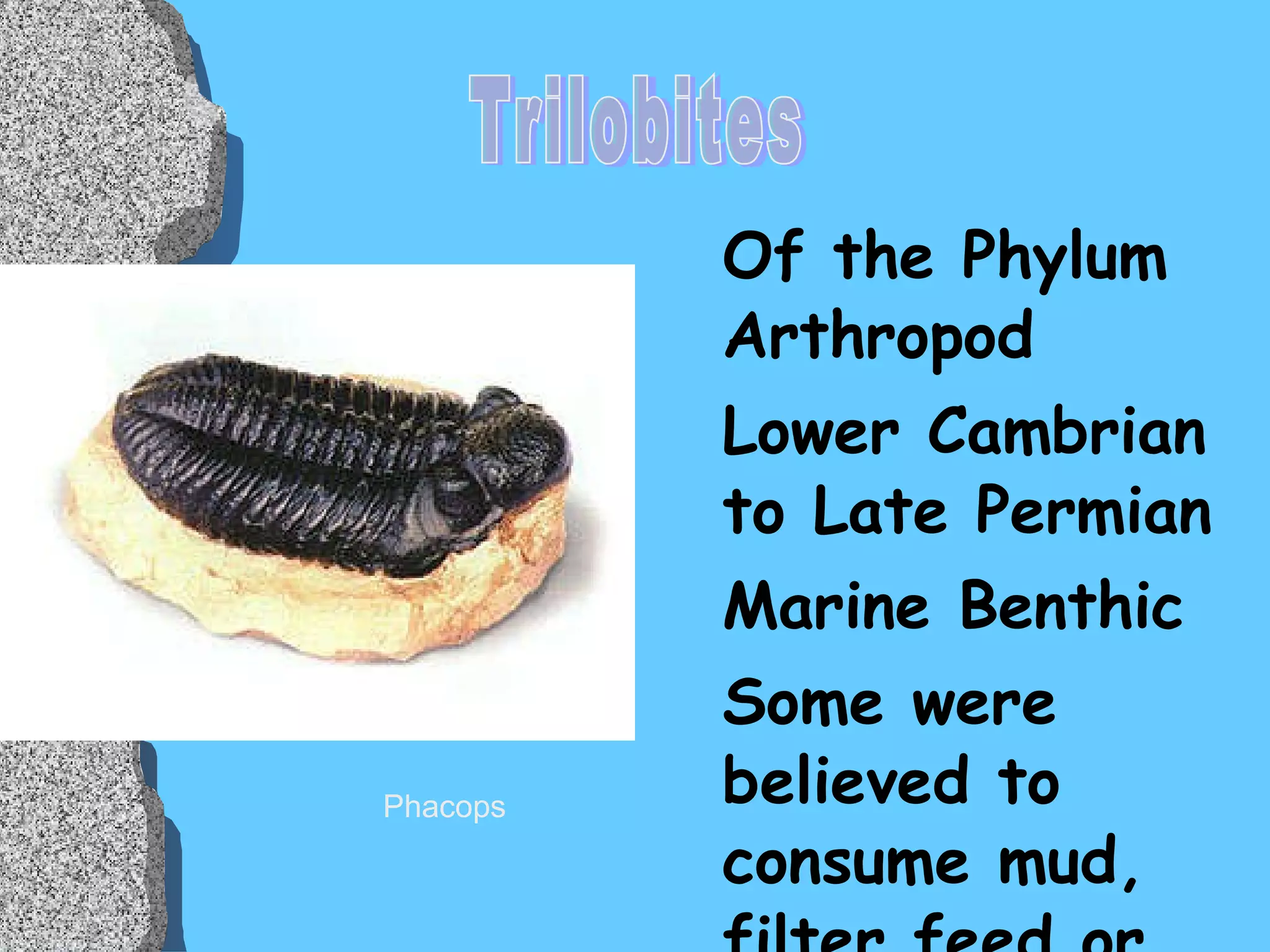 Of the Phylum Arthropod Lower Cambrian to Late Permian Marine Benthic Some were believed to consume mud, filter feed or scavenge Trilobites Phacops 
