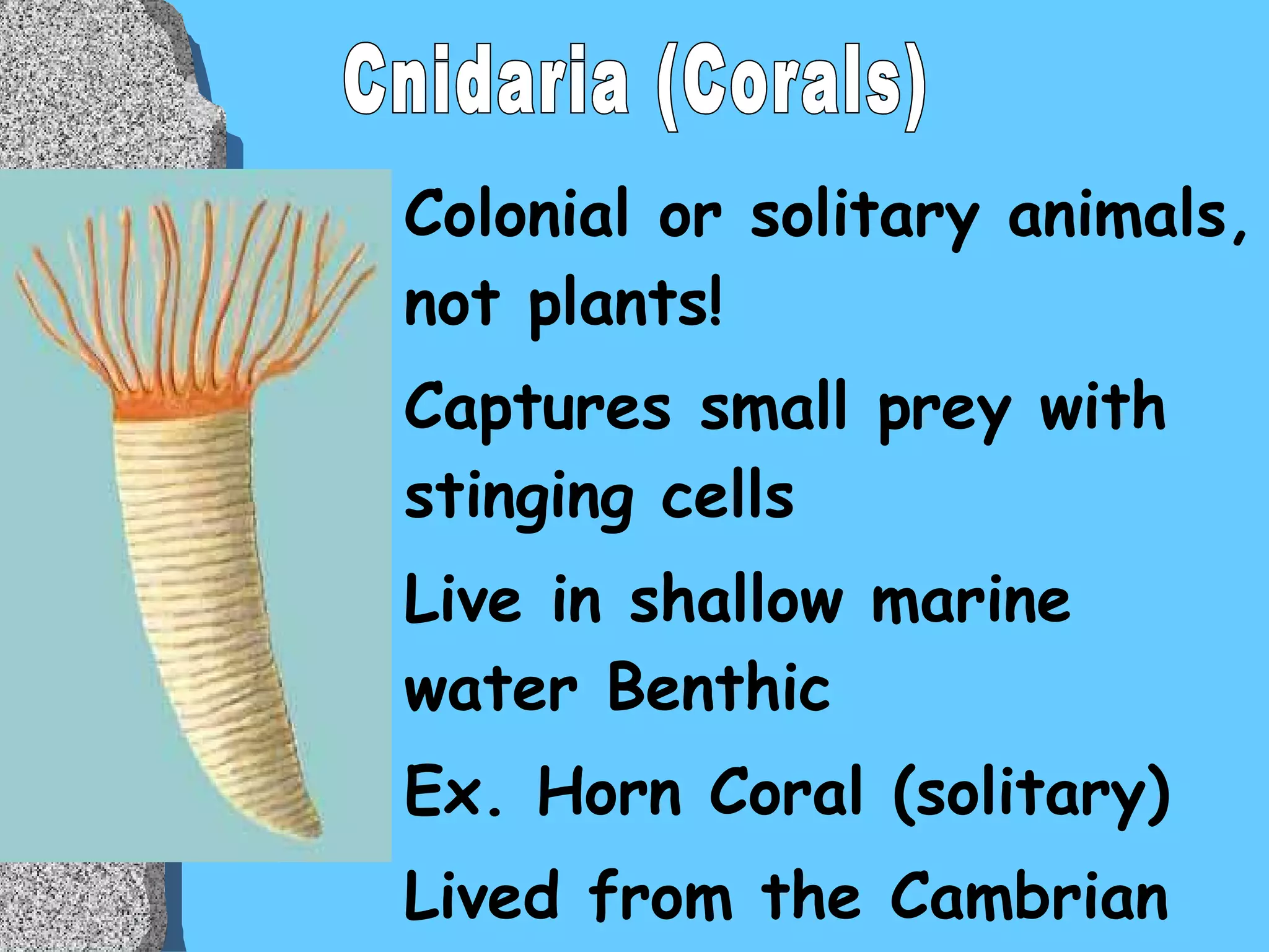 Colonial or solitary animals, not plants! Captures small prey with stinging cells Live in shallow marine water Benthic Ex. Horn Coral (solitary) Lived from the Cambrian to present day Cnidaria (Corals) 