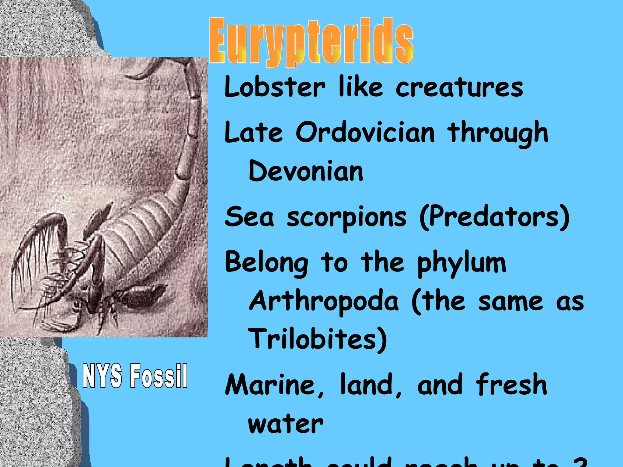 Lobster like creatures Late Ordovician through Devonian Sea scorpions (Predators) Belong to the phylum Arthropoda (the same as Trilobites) Marine, land, and fresh water Length could reach up to 2 meters long Eurypterids NYS Fossil 