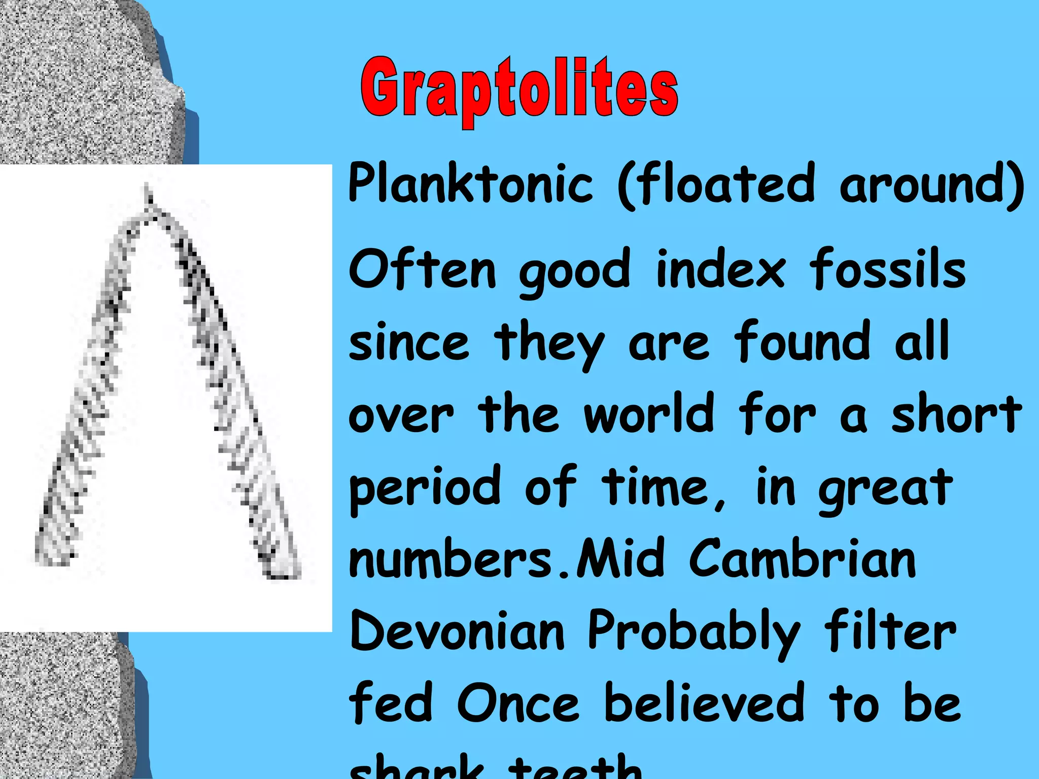 Planktonic (floated around) Often good index fossils since they are found all over the world for a short period of time, in great numbers.Mid Cambrian Devonian Probably filter fed Once believed to be shark teeth Graptolites 