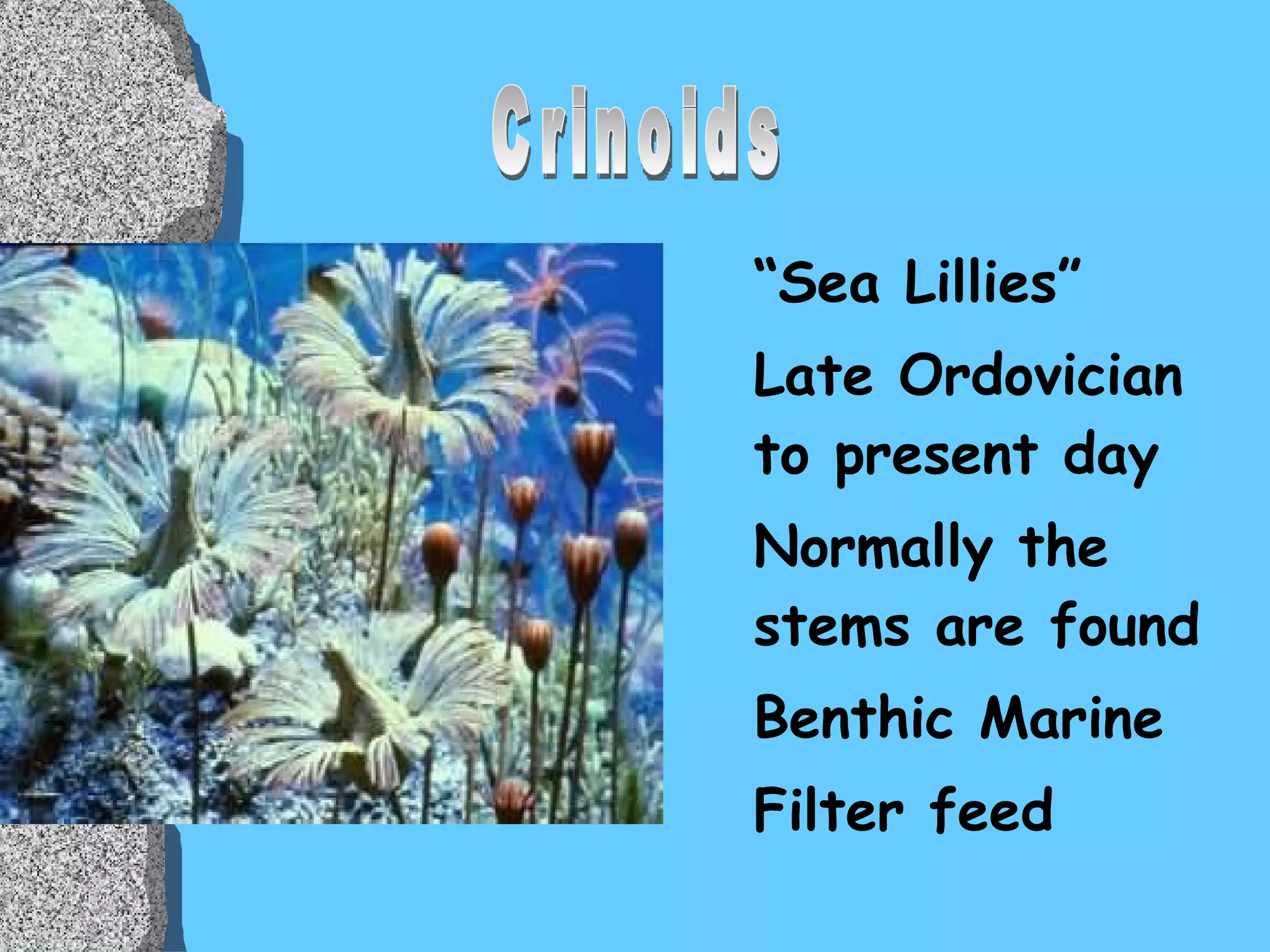 “ Sea Lillies” Late Ordovician to present day Normally the stems are found Benthic Marine  Filter feed Crinoids 