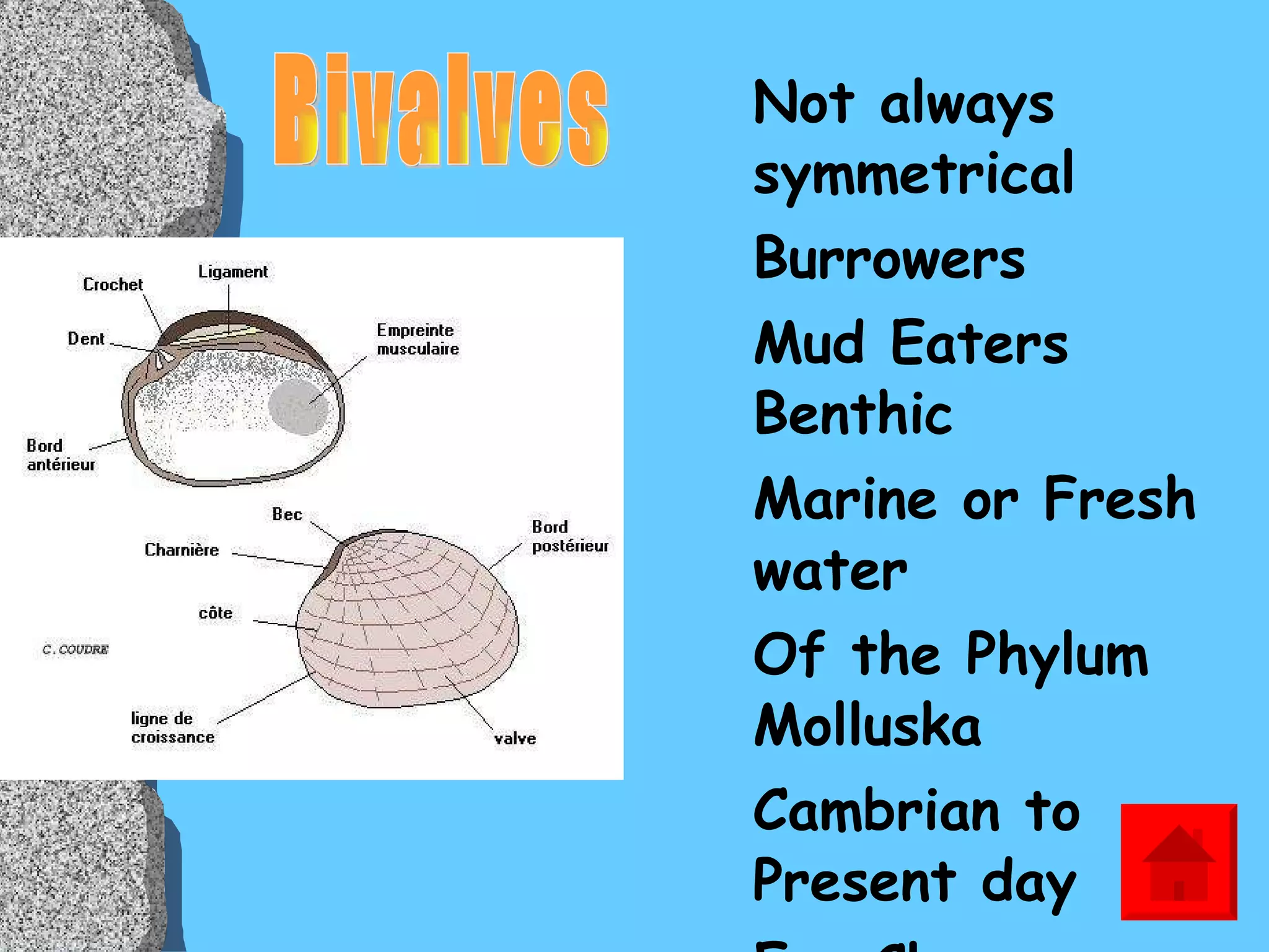 Not always symmetrical Burrowers Mud Eaters Benthic Marine or Fresh water Of the Phylum Molluska Cambrian to Present day Ex. Clams, mussels, scallops Bivalves 