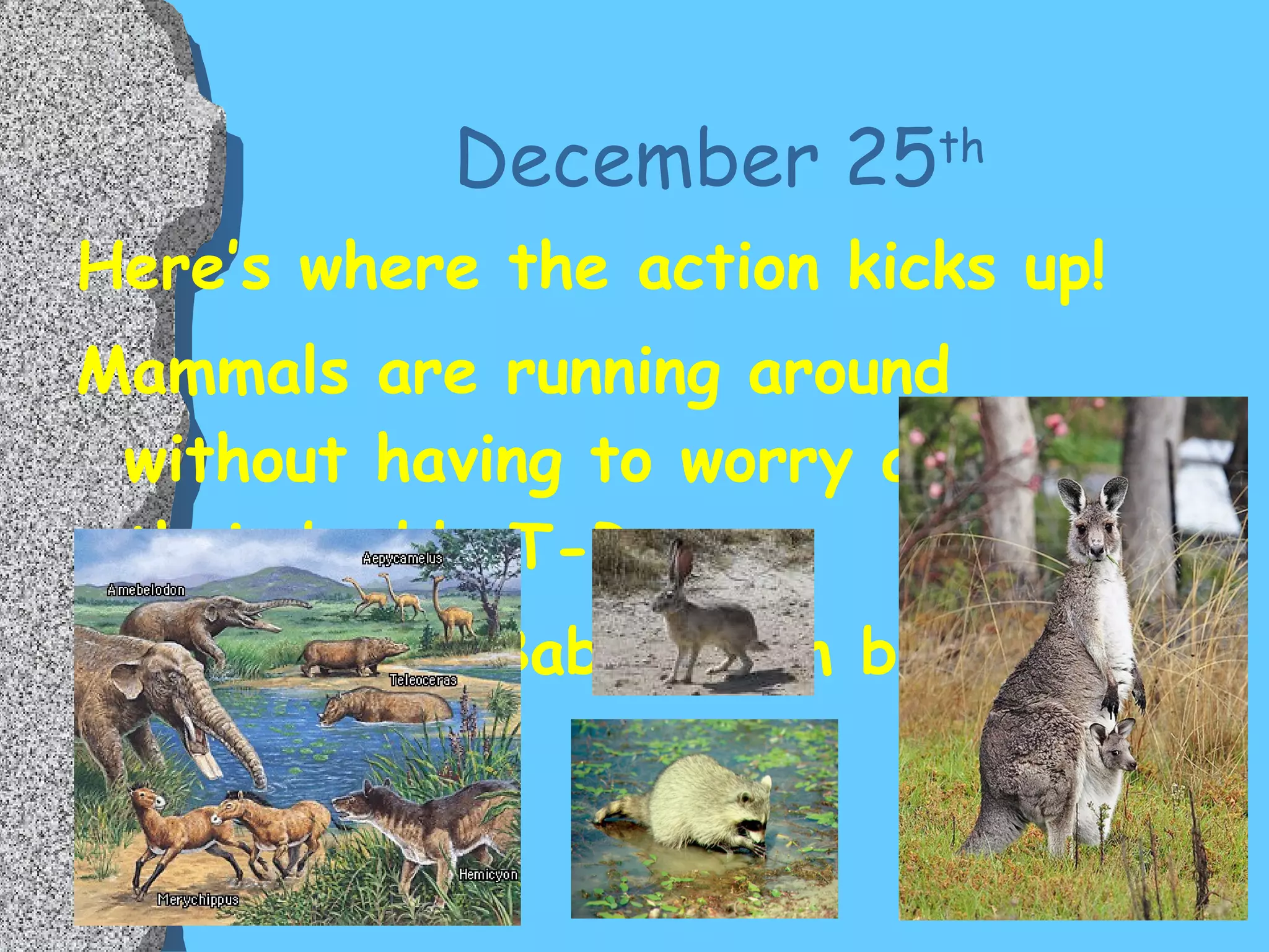 December 25 th Here’s where the action kicks up! Mammals are running around without having to worry about their buddy T-Rex. The Mammal Baby-Boom begins. 