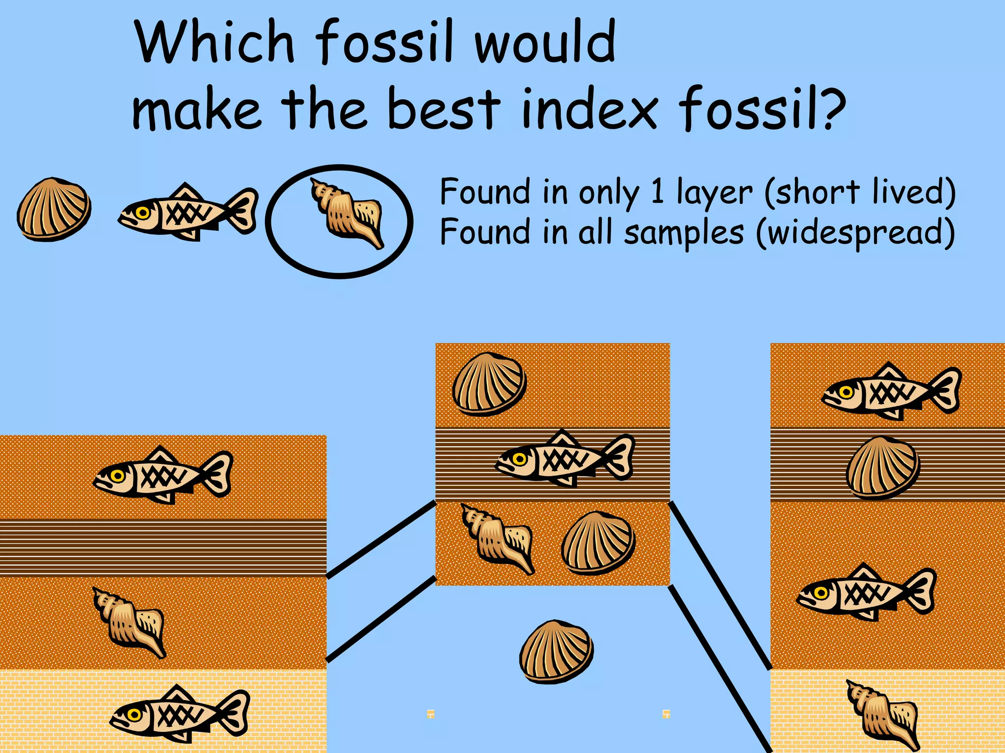 Which fossil would  make the best index fossil? Found in only 1 layer (short lived) Found in all samples (widespread) 