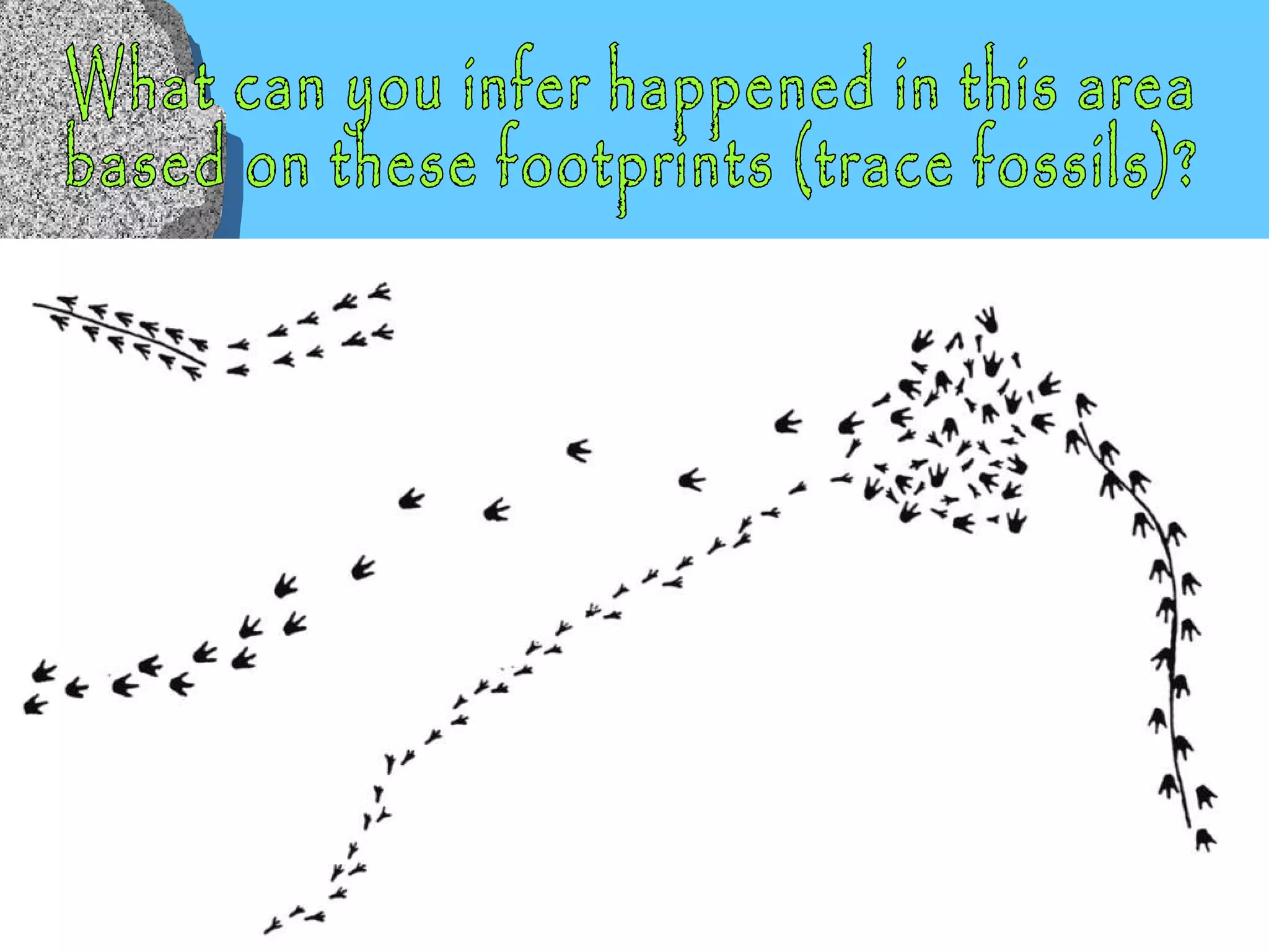 What can you infer happened in this area  based on these footprints (trace fossils)? 