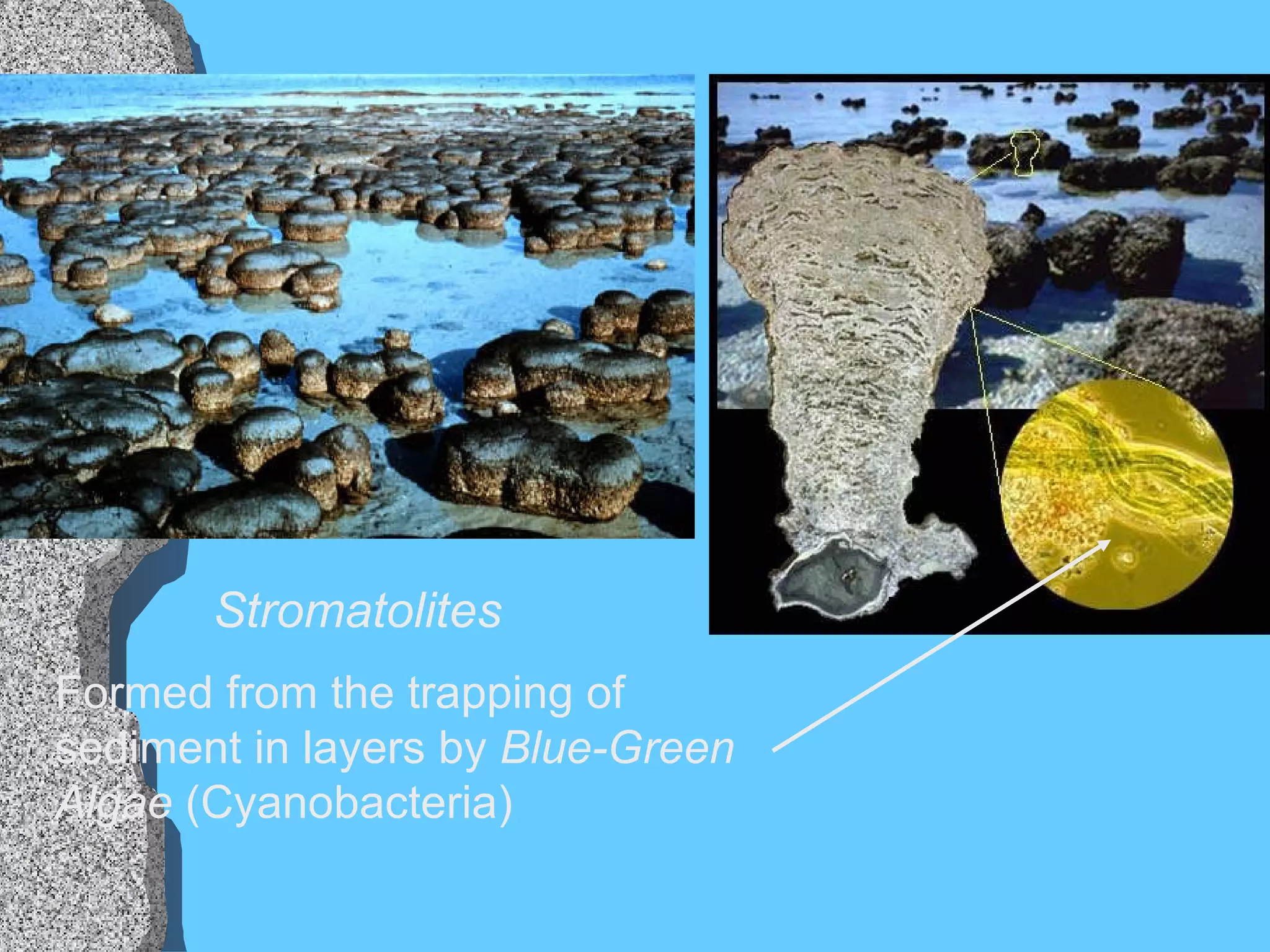 Stromatolites Formed from the trapping of sediment in layers by  Blue-Green Algae  (Cyanobacteria) 
