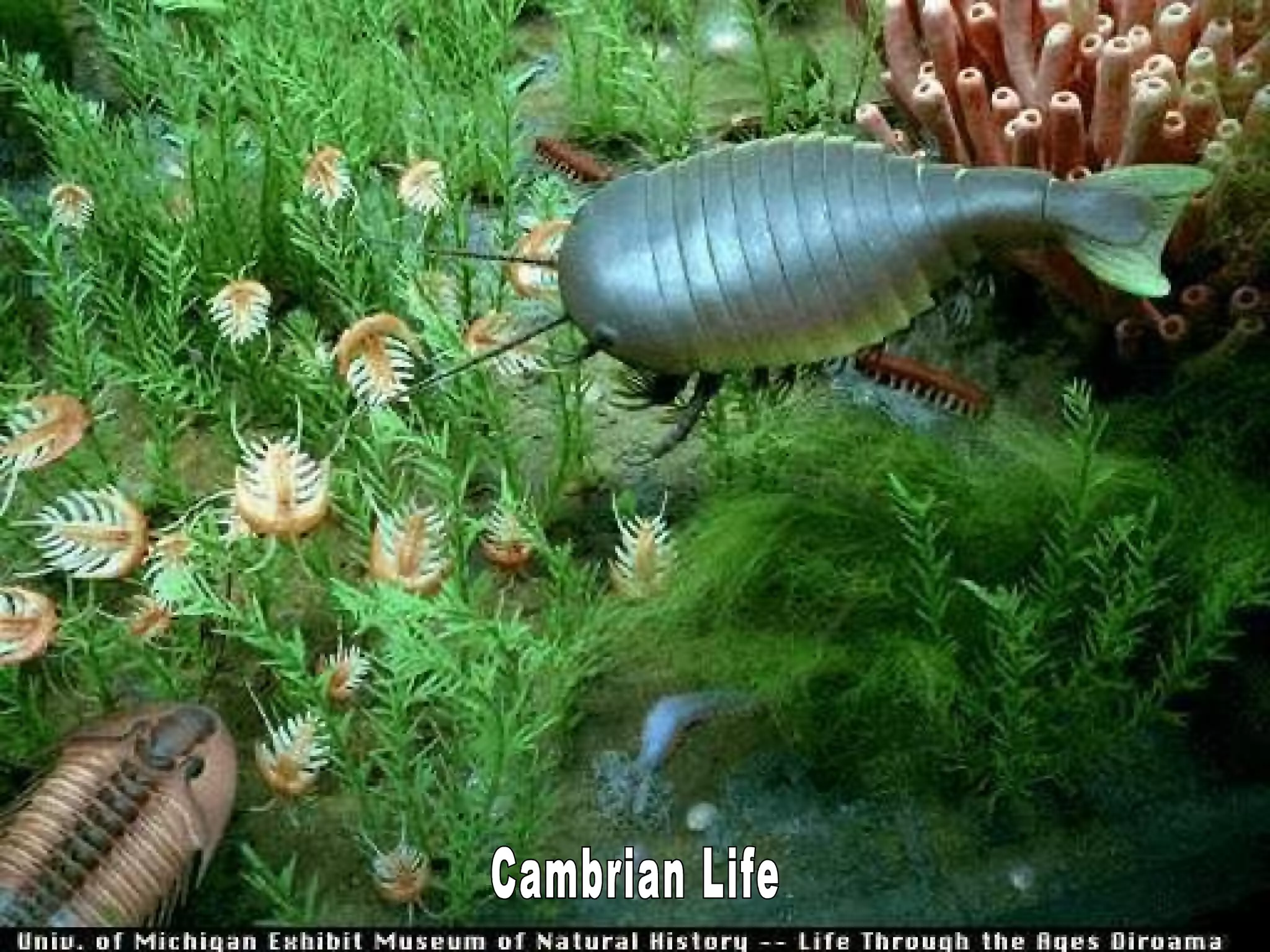 Cambrian Life 