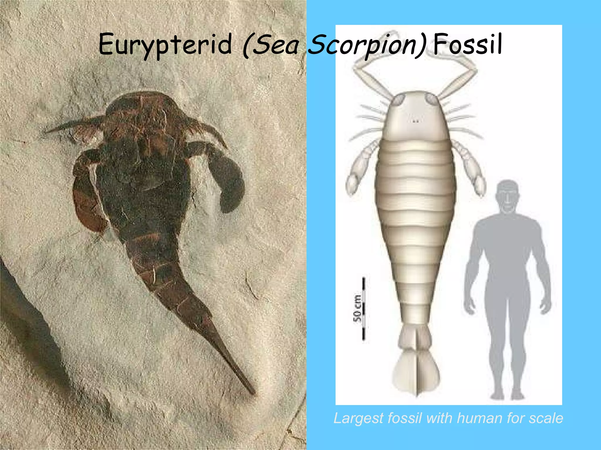 Eurypterid  (Sea Scorpion)  Fossil Largest fossil with human for scale 