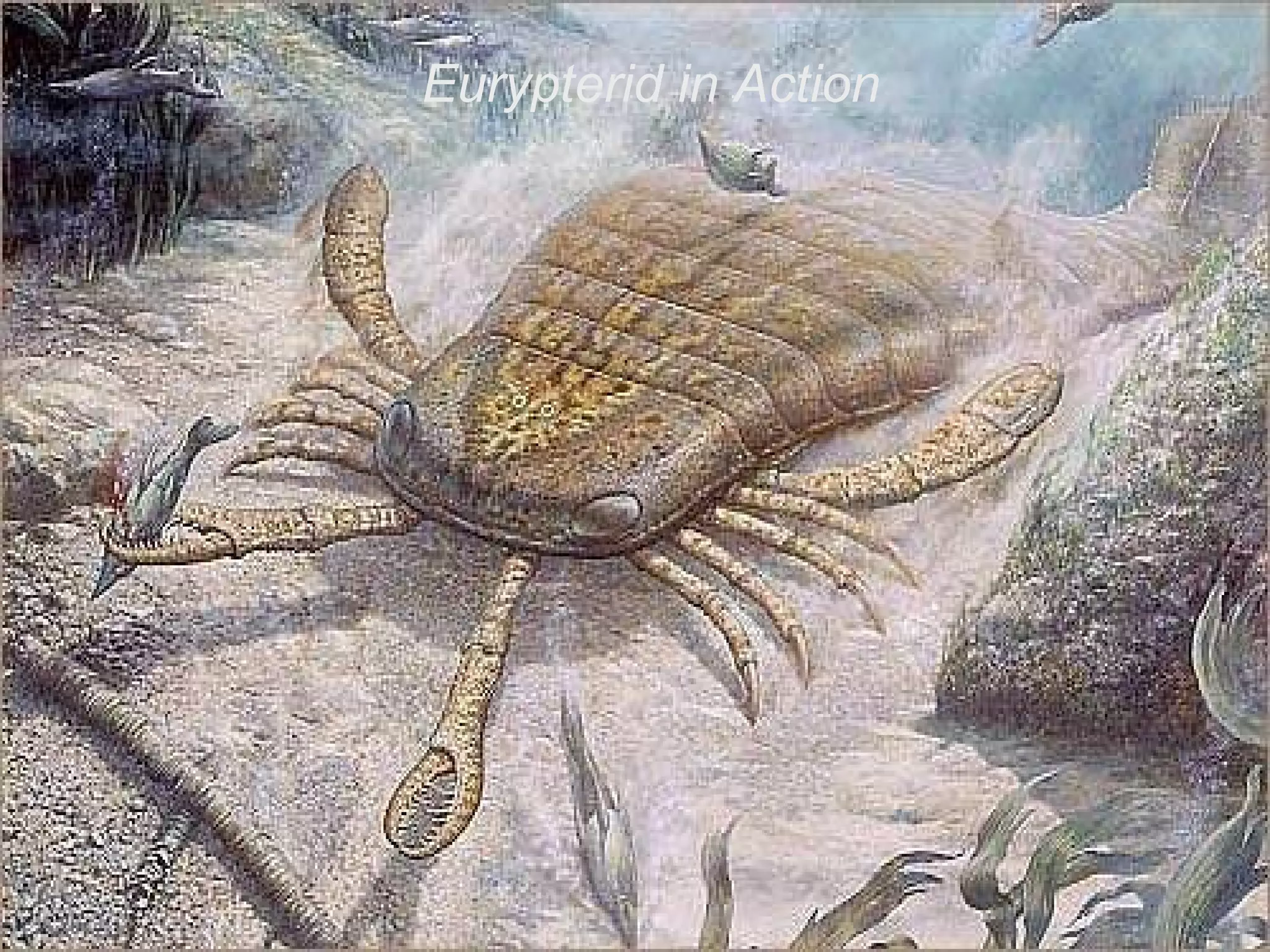 Eurypterid in Action 