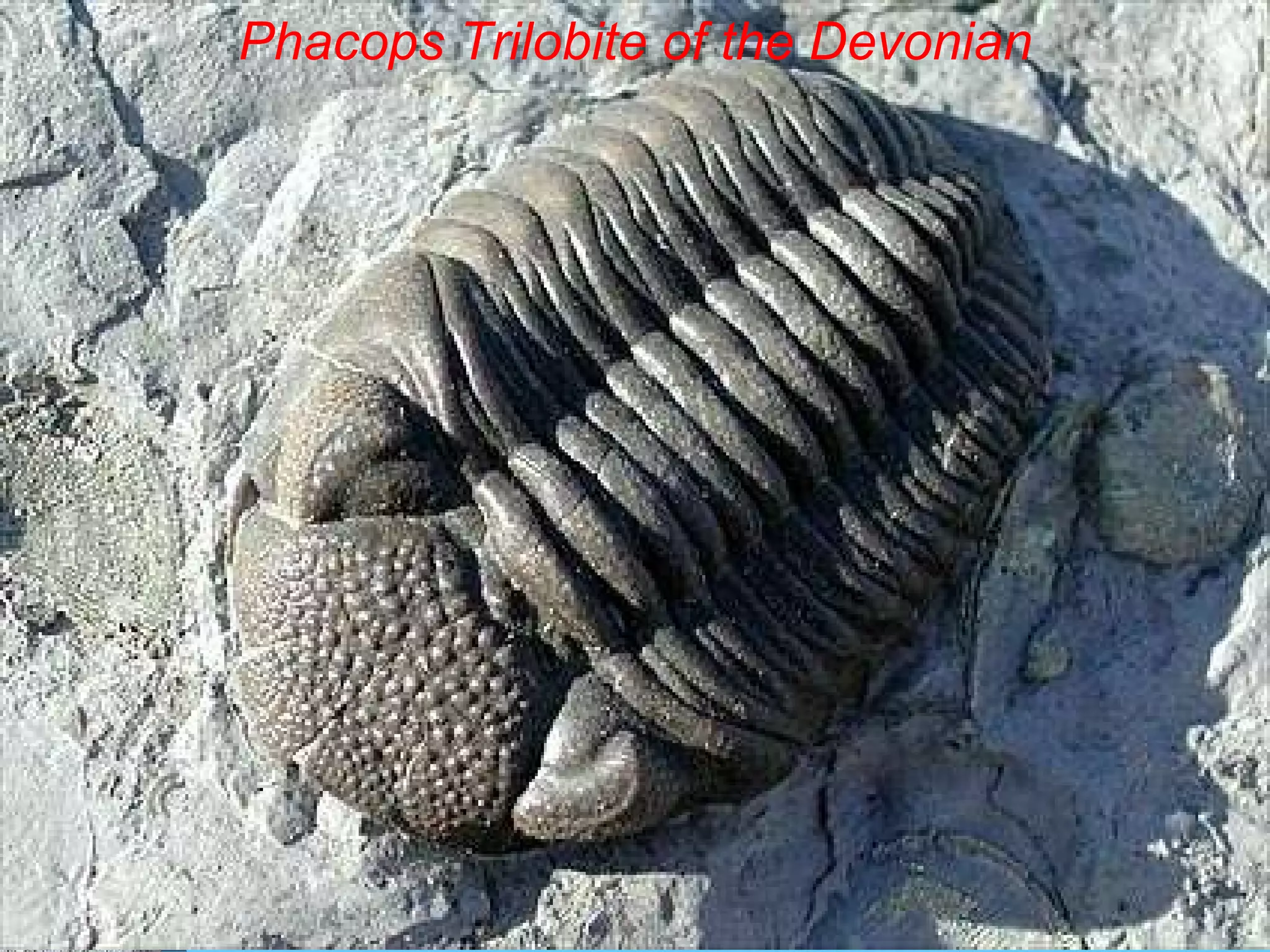 Phacops Trilobite of the Devonian 