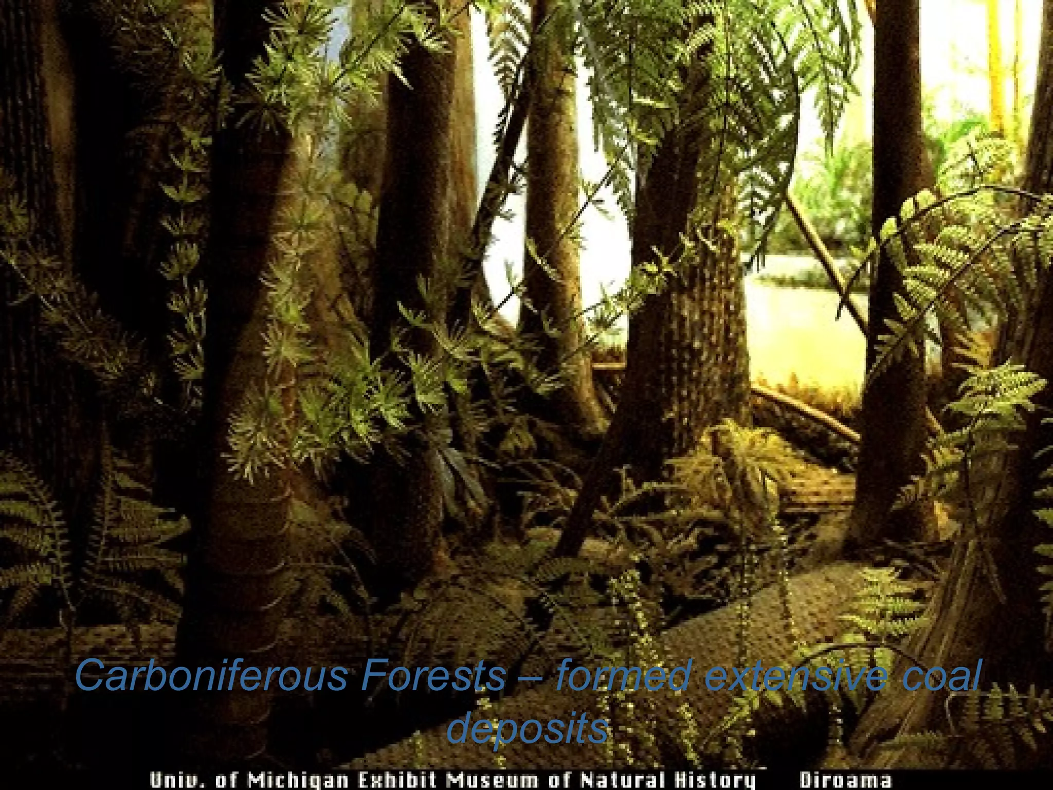 Carboniferous Forests – formed extensive coal deposits 