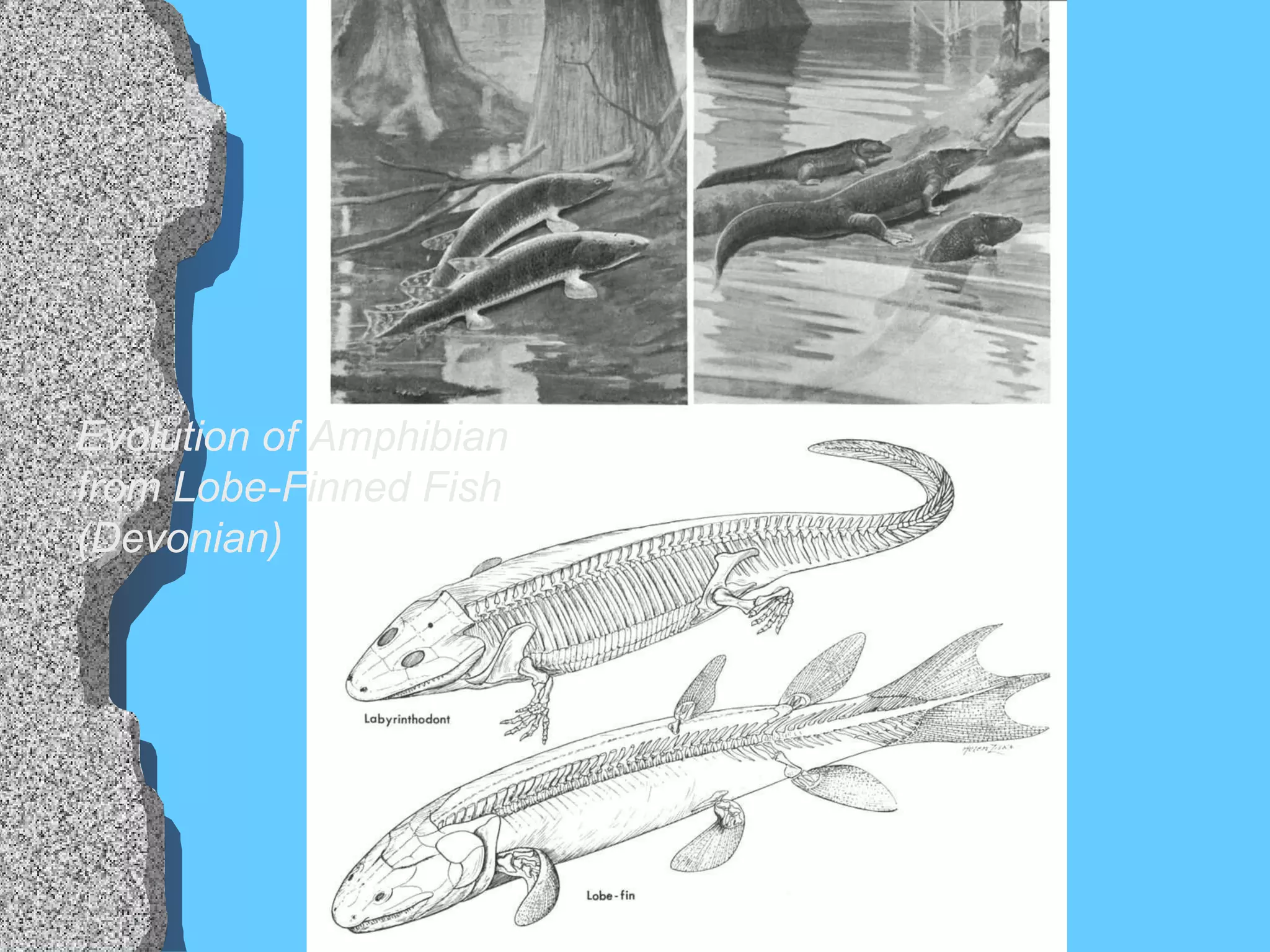 Evolution of Amphibian from Lobe-Finned Fish (Devonian) 
