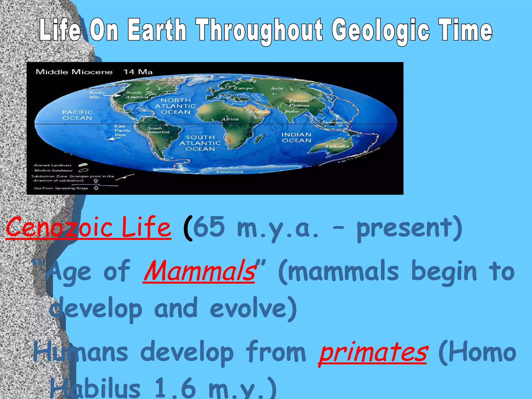 Cenozoic Life  ( 65 m.y.a. – present) “ Age of   Mammals ” (mammals begin to develop and evolve) Humans develop from   primates   (Homo Habilus 1.6 m.y.) Life On Earth Throughout Geologic Time 