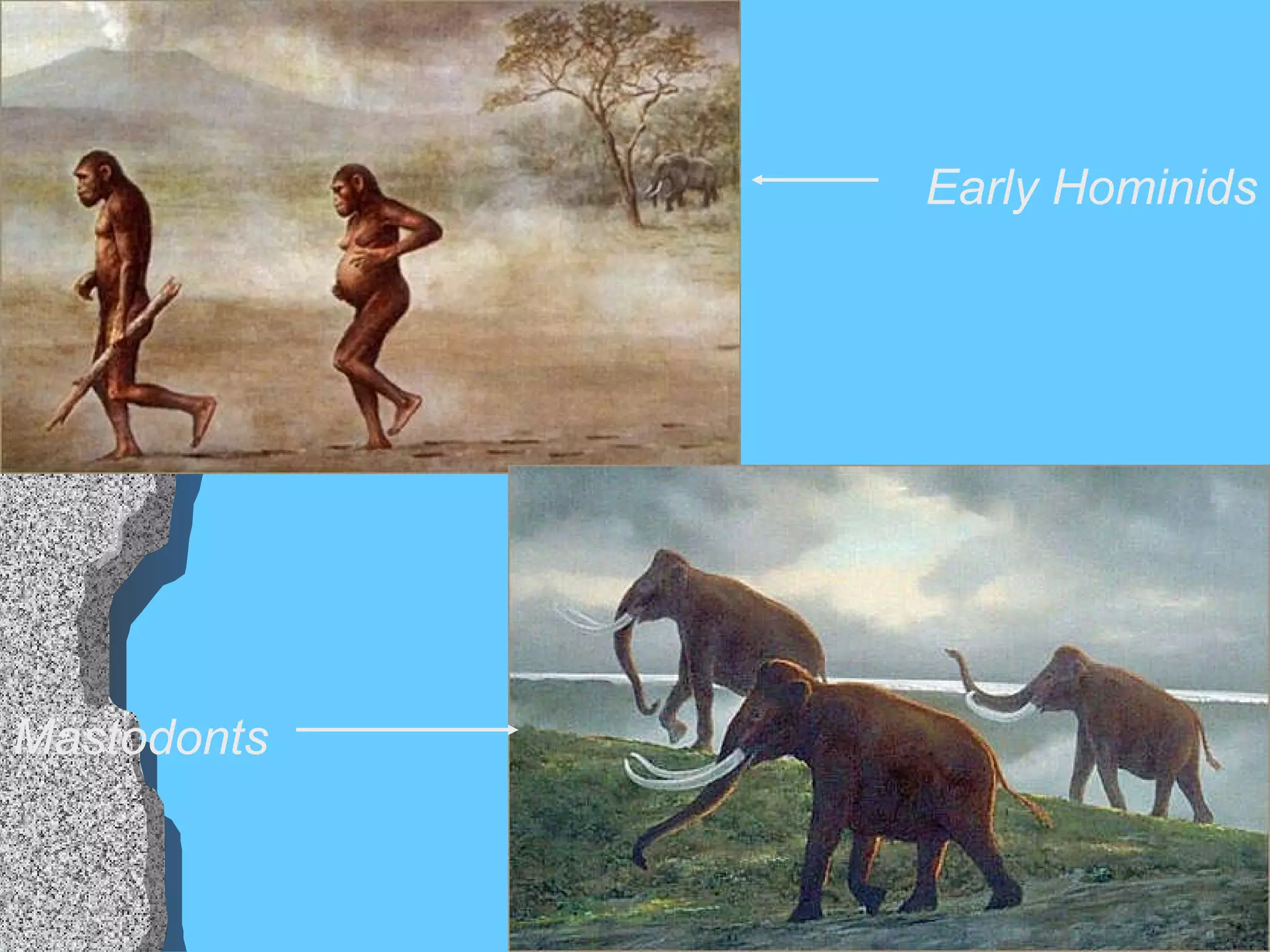 Early Hominids Mastodonts 
