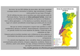 No início, há uns 500 milhões de anos atrás, até onde a geologia
consegue ajudar a reconstruir a história, algo semelhante a musgos
cobria partes do que hoje é Portugal...
Há 20 milhões de anos, era a Laurisilva que cobria grande parte do
Península Ibérica. Típica de um clima subtropical húmido, resta hoje
apenas uma floresta muito semelhante nos Açores e na Madeira ...
Com a última glaciação (...) o frio destruiu a Laurisilva, deixando no seu
lugar um coberto semelhante à atual taiga que existe junto do círculo
polar ártico...
Até que os ventos começaram a soprar mais quentes e o clima
mediterrânico abraçou o território, desencadeando o aparecimento “de
um grande número de novas espécies de plantas, muitas das quais
adaptadas ao fogo ...
Estando parte do território também sob a influência do clima atlântico, a
diversidade das plantas que se adaptam e conquistam novos locais
enriquece-se.
É o advento das fagáceas, isto é, carvalhos, faias ou castanheiros,
acompanhados pelos amieiros, choupos, salgueiros, aveileiras, freixos ou
ulmeiros, assim como abetos. Ou seja, começa a formar-se a floresta
que agora conhecemos como autóctone
Zonas de predominância dos
carvalhos
https://acervo.publico.pt/floresta-em-perigo/florestaRica, versátil, generosa: eis a floresta portuguesa
 