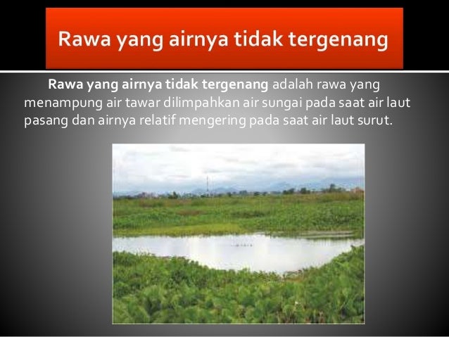 Rawa Danau Dan Klasifikasinya