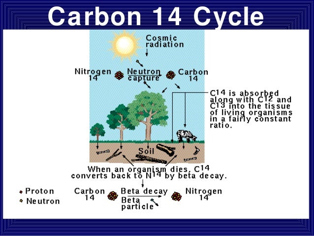 Dating a Fossil - Carbon Dating