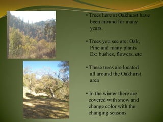 • Trees here at Oakhurst have
  been around for many
  years.

• Trees you see are: Oak,
  Pine and many plants
  Ex: bushes, flowers, etc

• These trees are located
  all around the Oakhurst
  area

• In the winter there are
  covered with snow and
  change color with the
  changing seasons
 