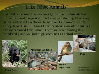 Lake Tahoe Animals
Lake Tahoe is home to a wide variety of animals. Animals that
live in the forest, on ground or in the water. I didn’t get to see any
animals while in Lake Tahoe. In addition, I did some research
(Keep Tahoe Blue, 2011) and I learned about some of the animals
that roam around Lake Tahoe. Therefore, when visiting this
wonderful place, you just might encounter an animal or two.



                      Mountain Whitefish
                                                              Pika



                                            Willow
                                            Flycatcher      *Pictures from
 Black Bear                                                 KeepTahoeBlue.com
 