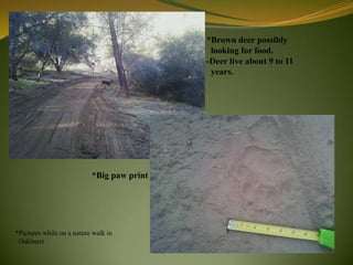 *Brown deer possibly
                                             looking for food.
                                            -Deer live about 9 to 11
                                             years.




                           *Big paw print




*Pictures while on a nature walk in
 Oakhurst
 