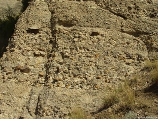 Photo by W. W. Little
 