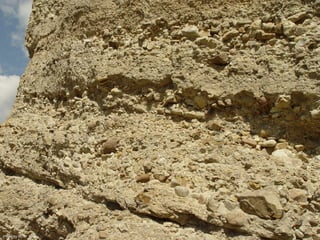 Photo by W. W. Little
 