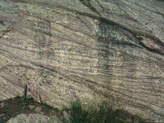 Photo by W. W. Little
 