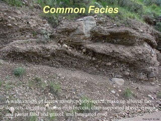 Photo by W. W. Little
Common Facies
A wide variety of facies, mostly poorly-sorted, make up alluvial fan
deposits, including matrix-rich breccia, clast-supported gravel, trough
and planar sand and gravel, and laminated mud.
 