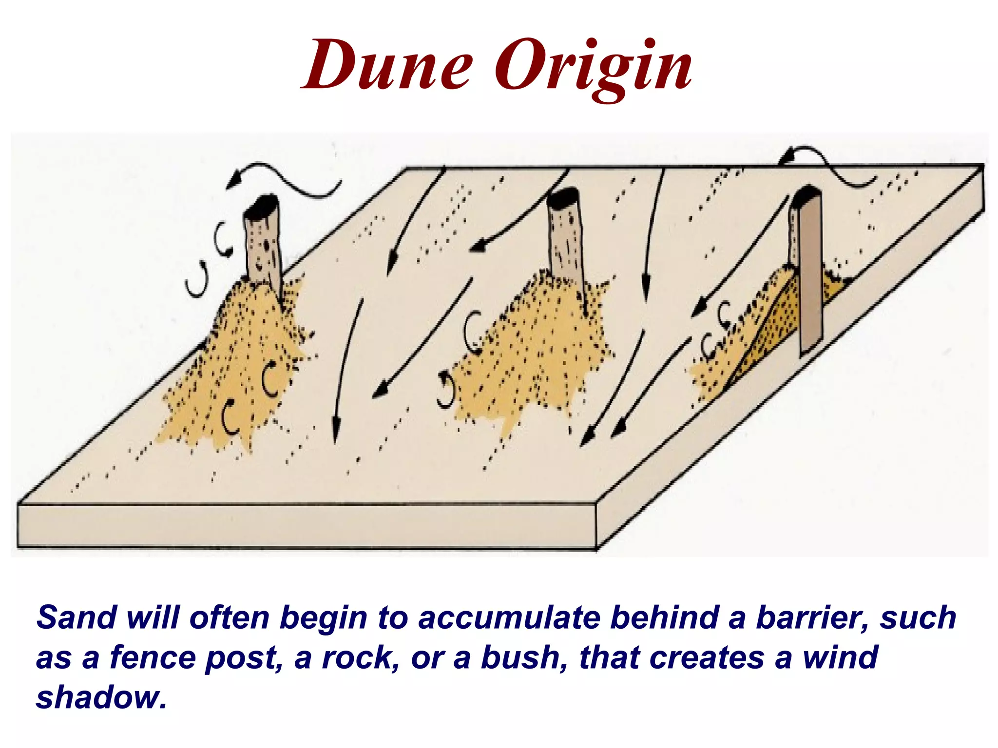 Dune Origin
Sand will often begin to accumulate behind a barrier, such
as a fence post, a rock, or a bush, that creates a wind
shadow.
 
