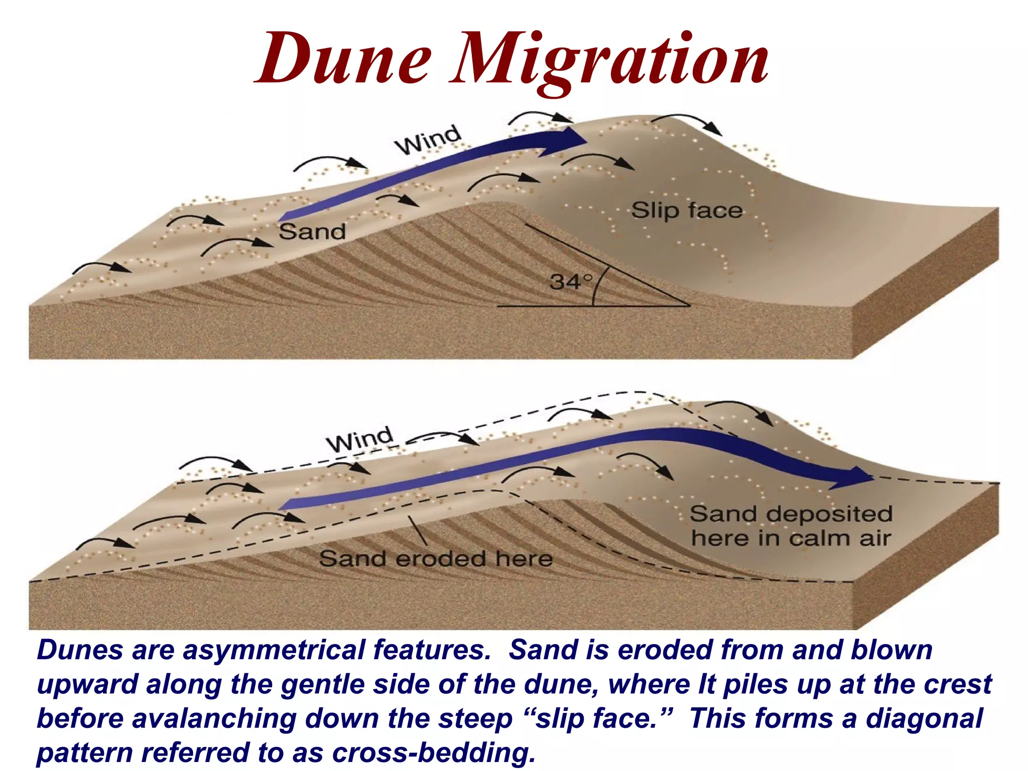 Dune Migration
Dunes are asymmetrical features. Sand is eroded from and blown
upward along the gentle side of the dune, where It piles up at the crest
before avalanching down the steep “slip face.” This forms a diagonal
pattern referred to as cross-bedding.
 