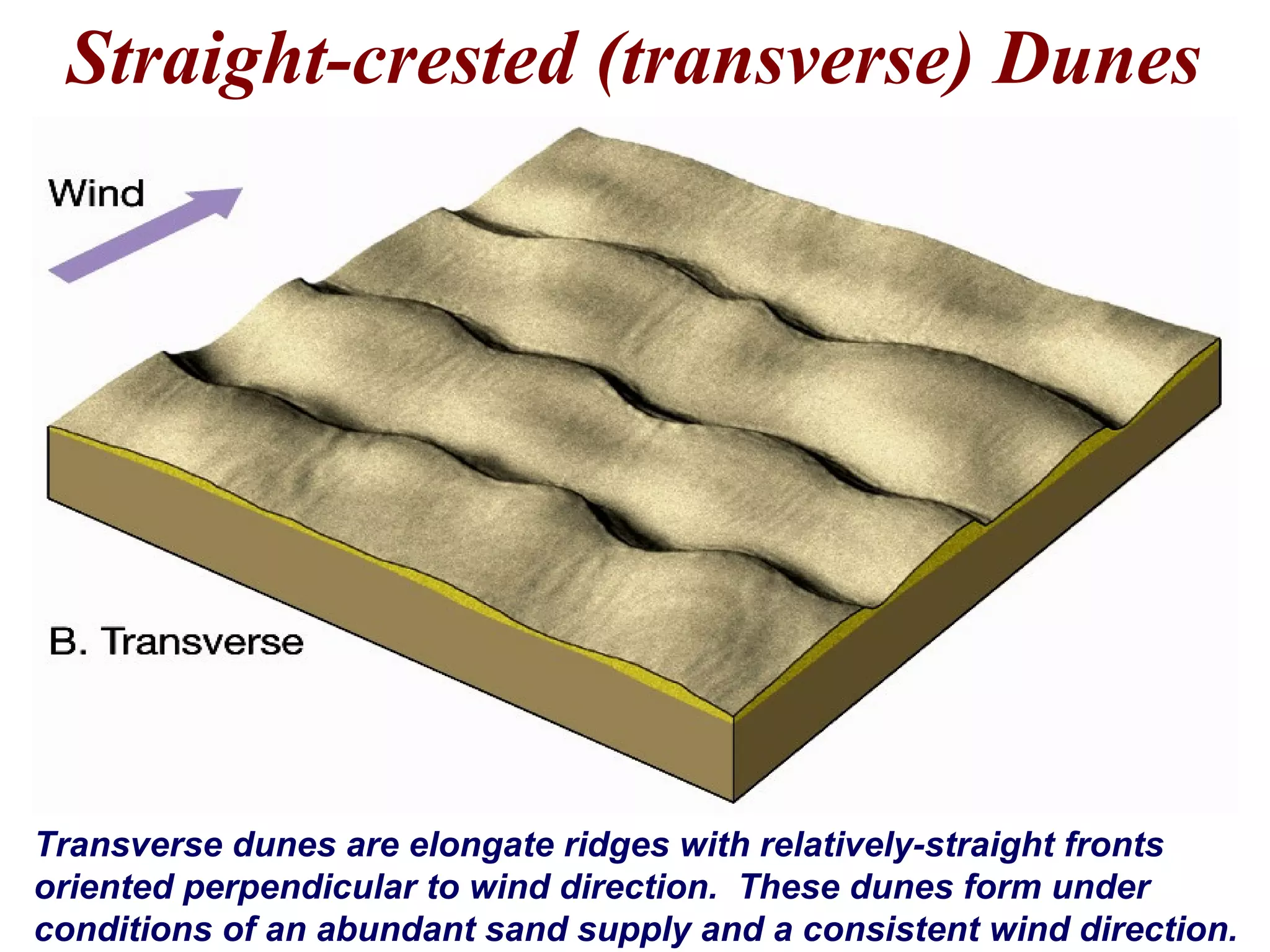 Straight-crested (transverse) Dunes
Transverse dunes are elongate ridges with relatively-straight fronts
oriented perpendicular to wind direction. These dunes form under
conditions of an abundant sand supply and a consistent wind direction.
 
