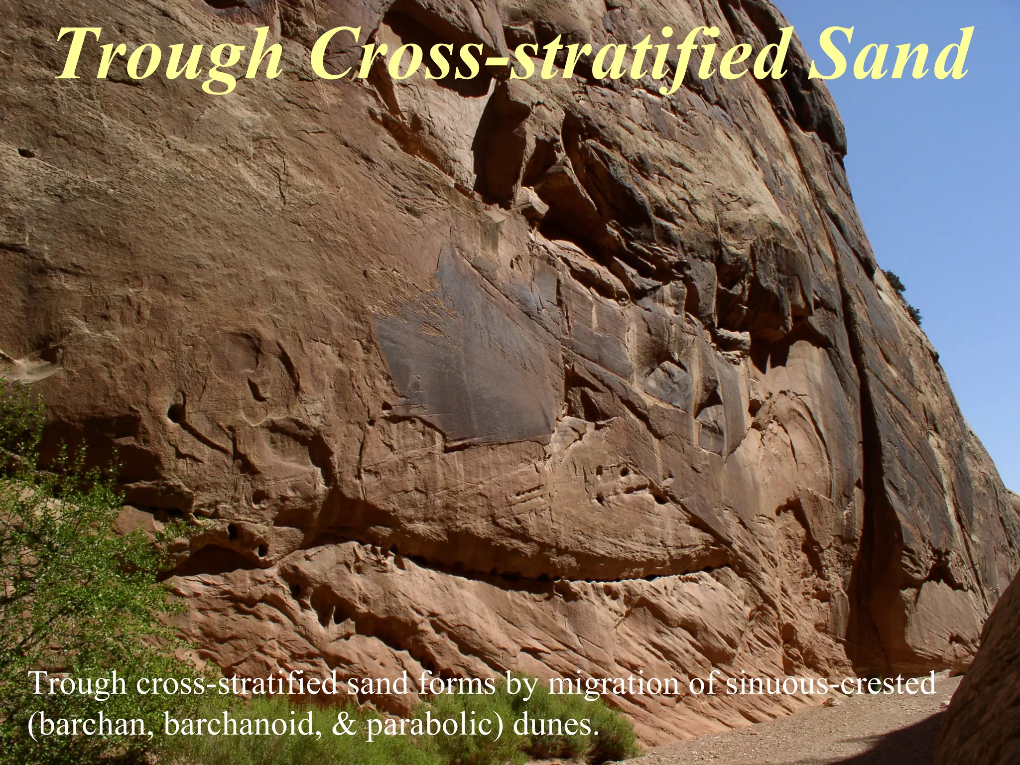 Trough Cross-stratified Sand
Trough cross-stratified sand forms by migration of sinuous-crested
(barchan, barchanoid, & parabolic) dunes.
 