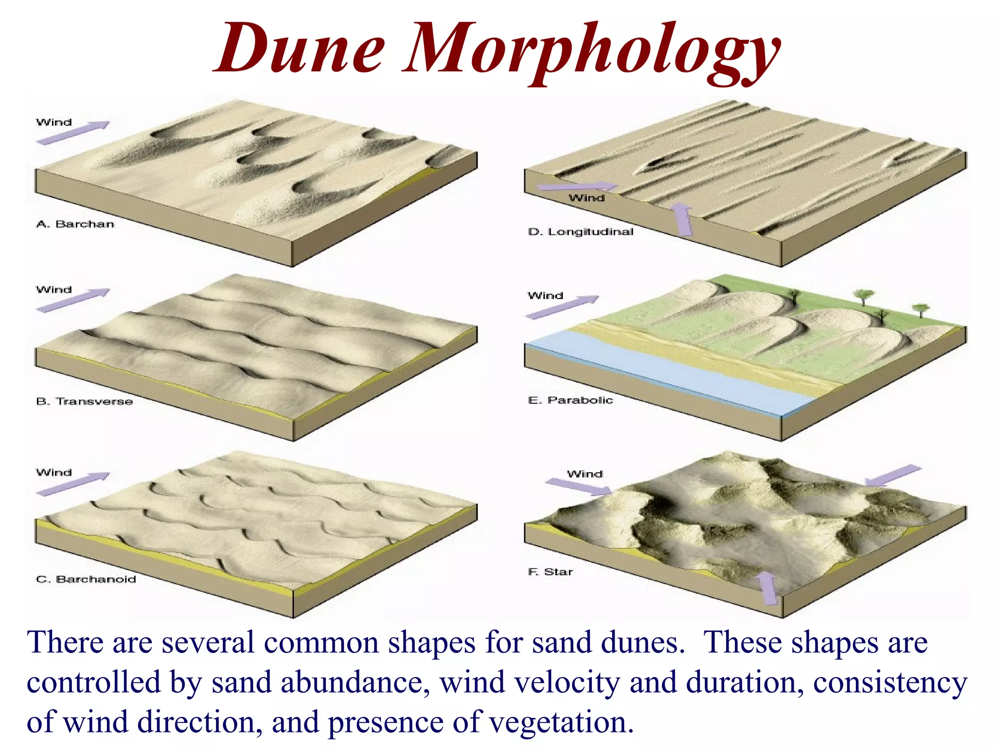 Dune Morphology
There are several common shapes for sand dunes. These shapes are
controlled by sand abundance, wind velocity and duration, consistency
of wind direction, and presence of vegetation.
 