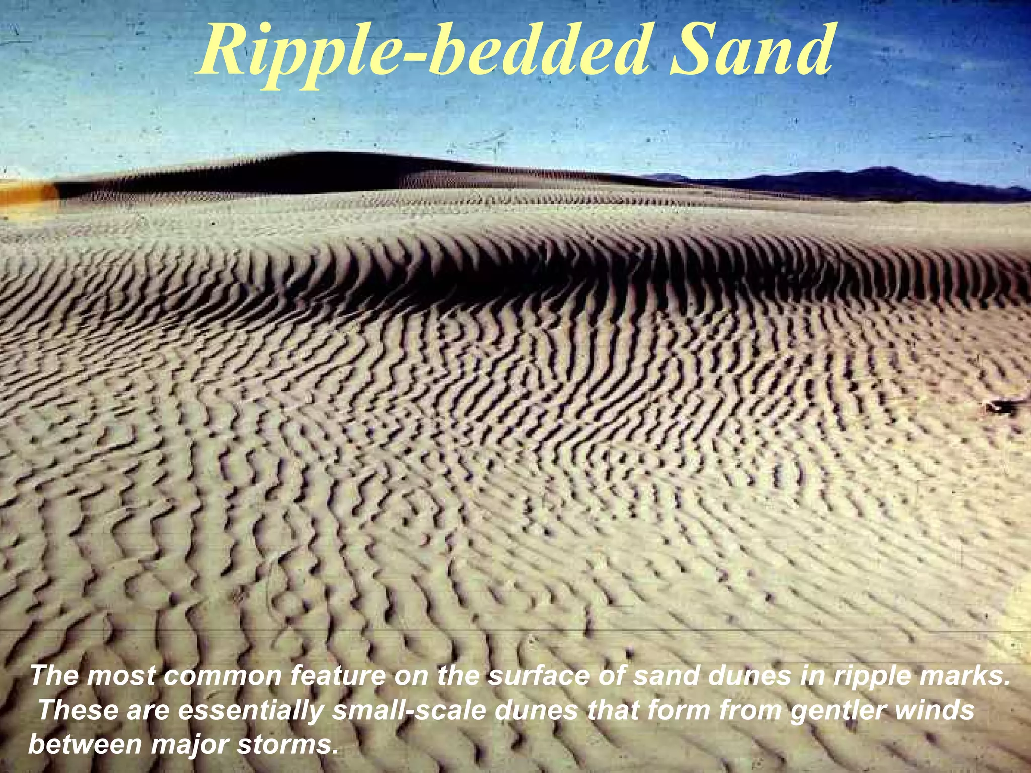 Ripple-bedded Sand
The most common feature on the surface of sand dunes in ripple marks.
These are essentially small-scale dunes that form from gentler winds
between major storms.
 
