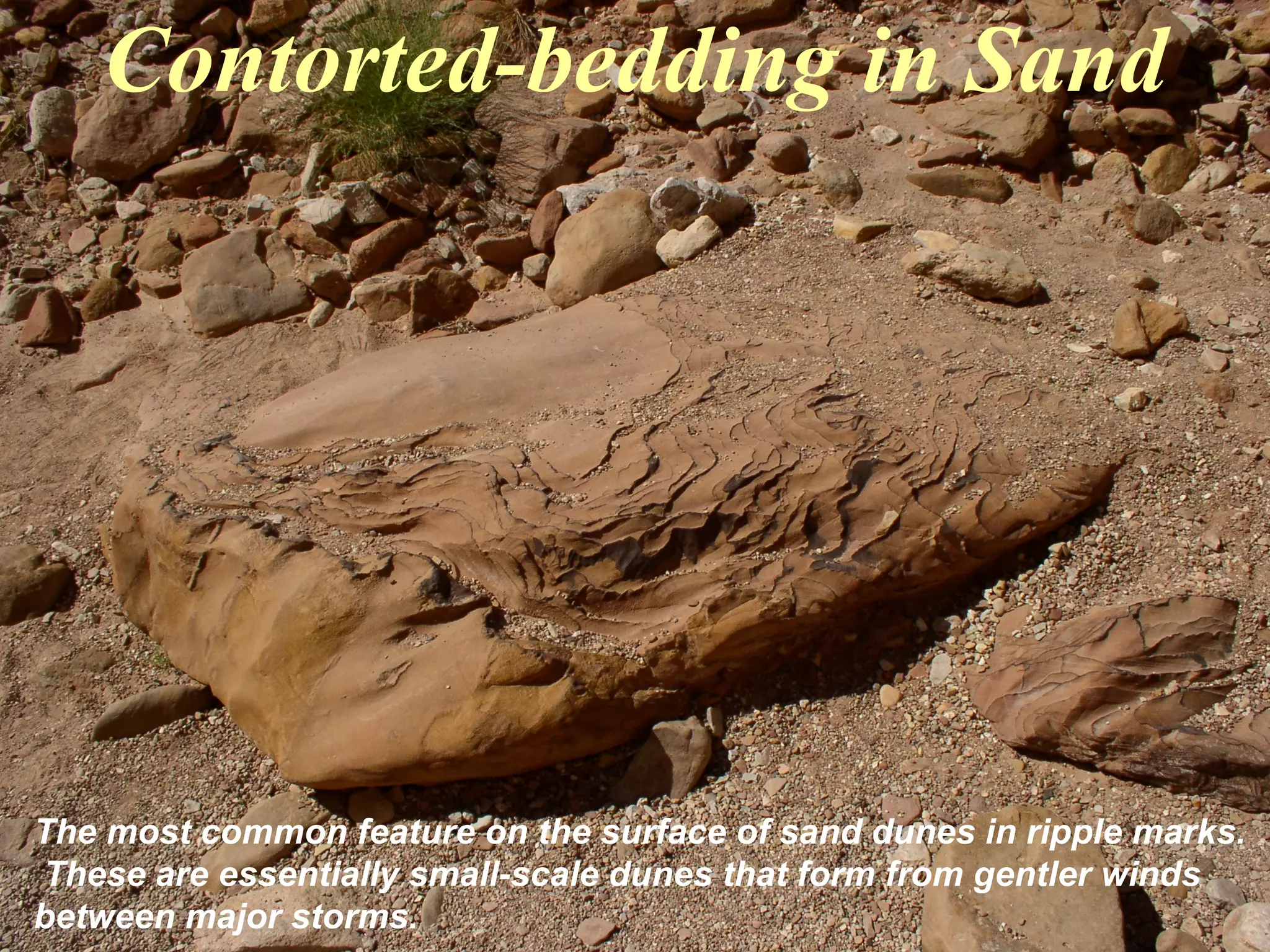 Contorted-bedding in Sand
The most common feature on the surface of sand dunes in ripple marks.
These are essentially small-scale dunes that form from gentler winds
between major storms.
 