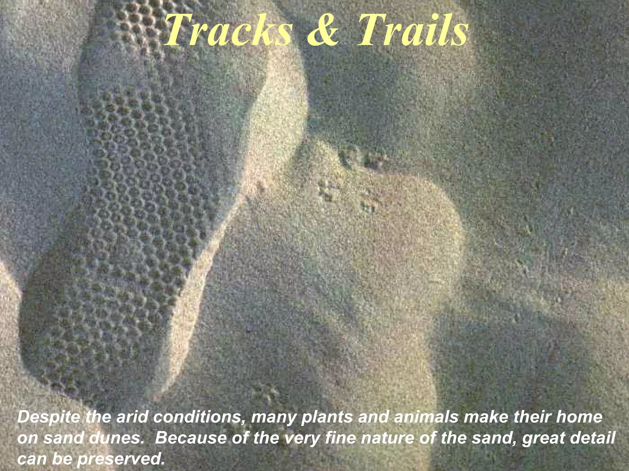 Tracks & Trails
Despite the arid conditions, many plants and animals make their home
on sand dunes. Because of the very fine nature of the sand, great detail
can be preserved.
 