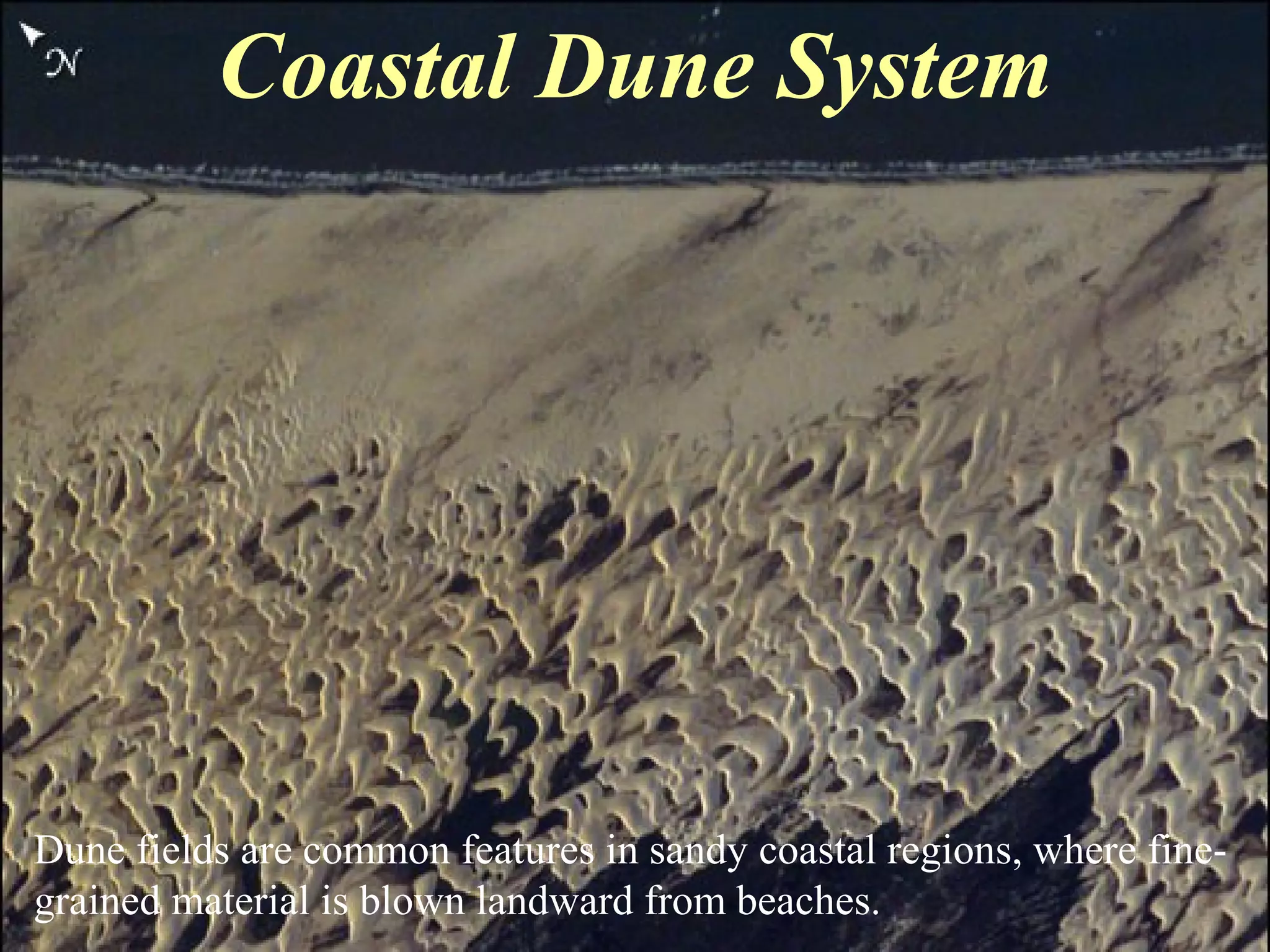 Coastal Dune System
Dune fields are common features in sandy coastal regions, where fine-
grained material is blown landward from beaches.
 