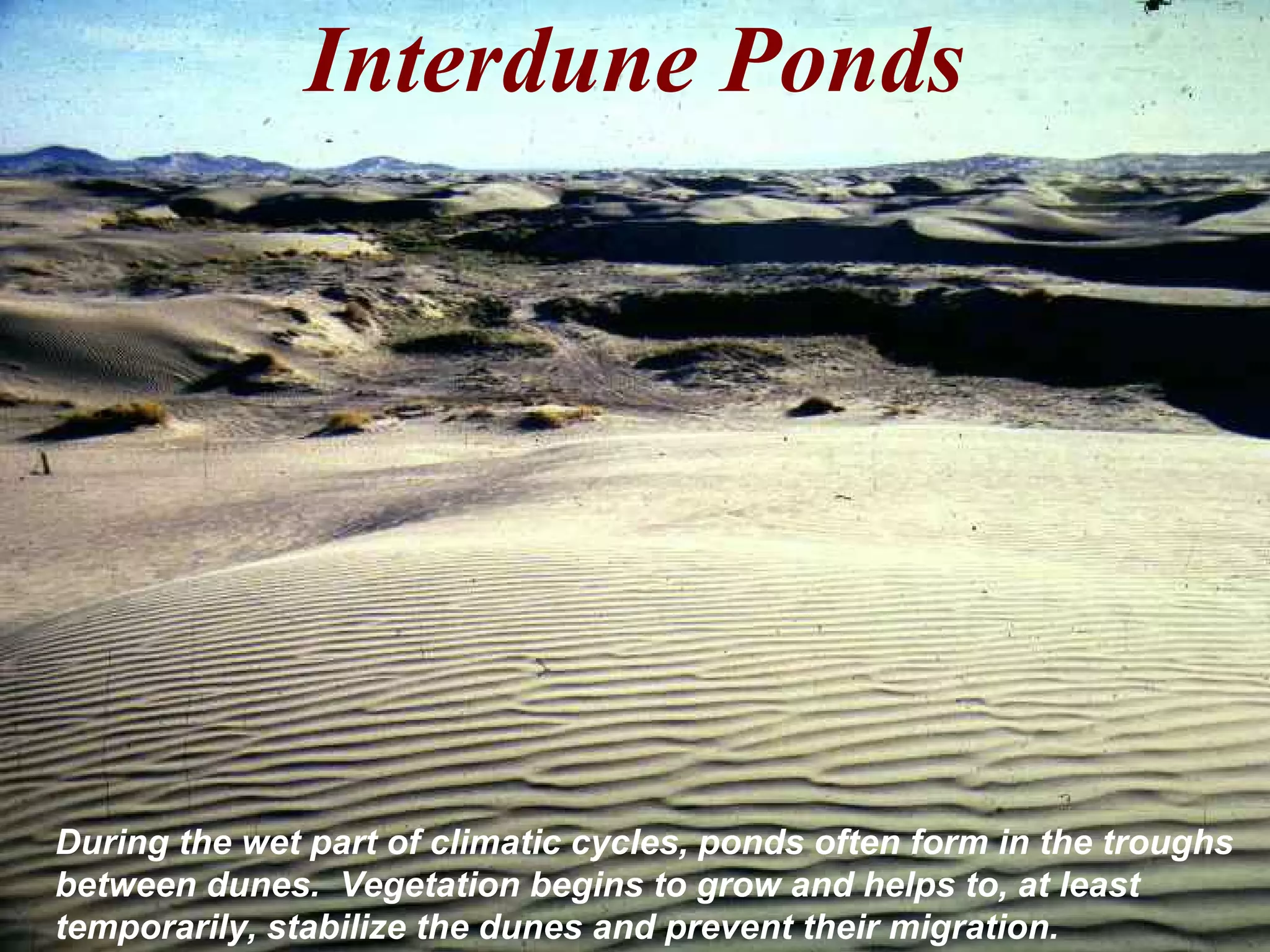 Interdune Ponds
During the wet part of climatic cycles, ponds often form in the troughs
between dunes. Vegetation begins to grow and helps to, at least
temporarily, stabilize the dunes and prevent their migration.
 