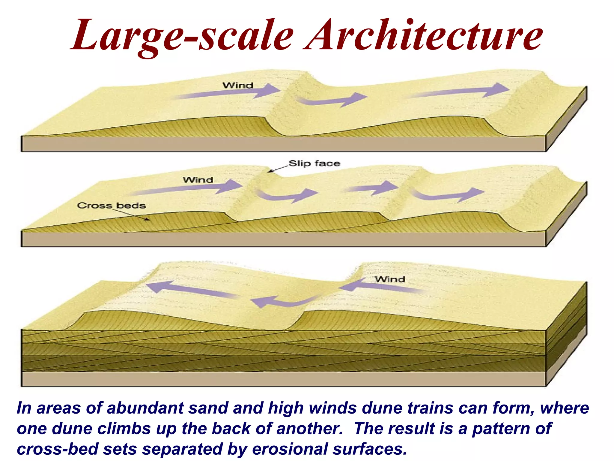 Large-scale Architecture
In areas of abundant sand and high winds dune trains can form, where
one dune climbs up the back of another. The result is a pattern of
cross-bed sets separated by erosional surfaces.
 
