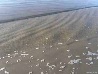 Photo by W. W. Little