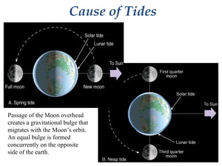 Cause of Tides
Passage of the Moon overhead
creates a gravitational bulge that
migrates with the Moon’s orbit.
An equal bulge is formed
concurrently on the opposite
side of the earth.
 